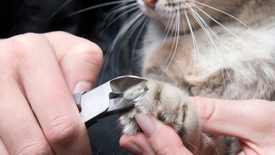 Kedi Tırnağı Kesmek