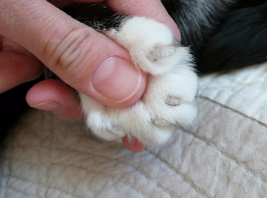 Kedi Tırnağı Özellikleri ve Faydaları Nelerdir?